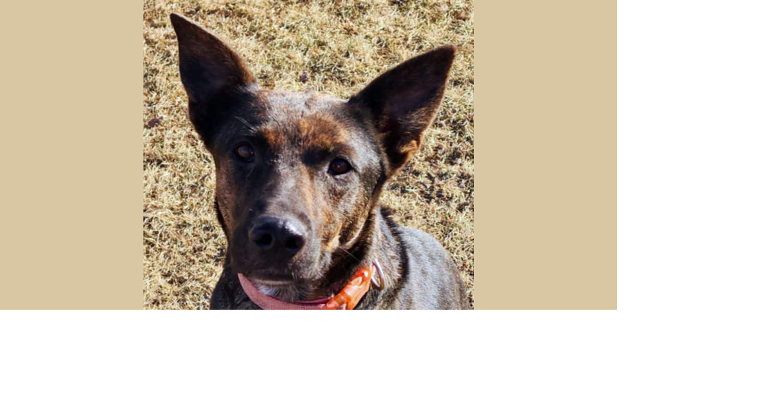 PETS OF WEEK: Raw Raw and Brooklyn