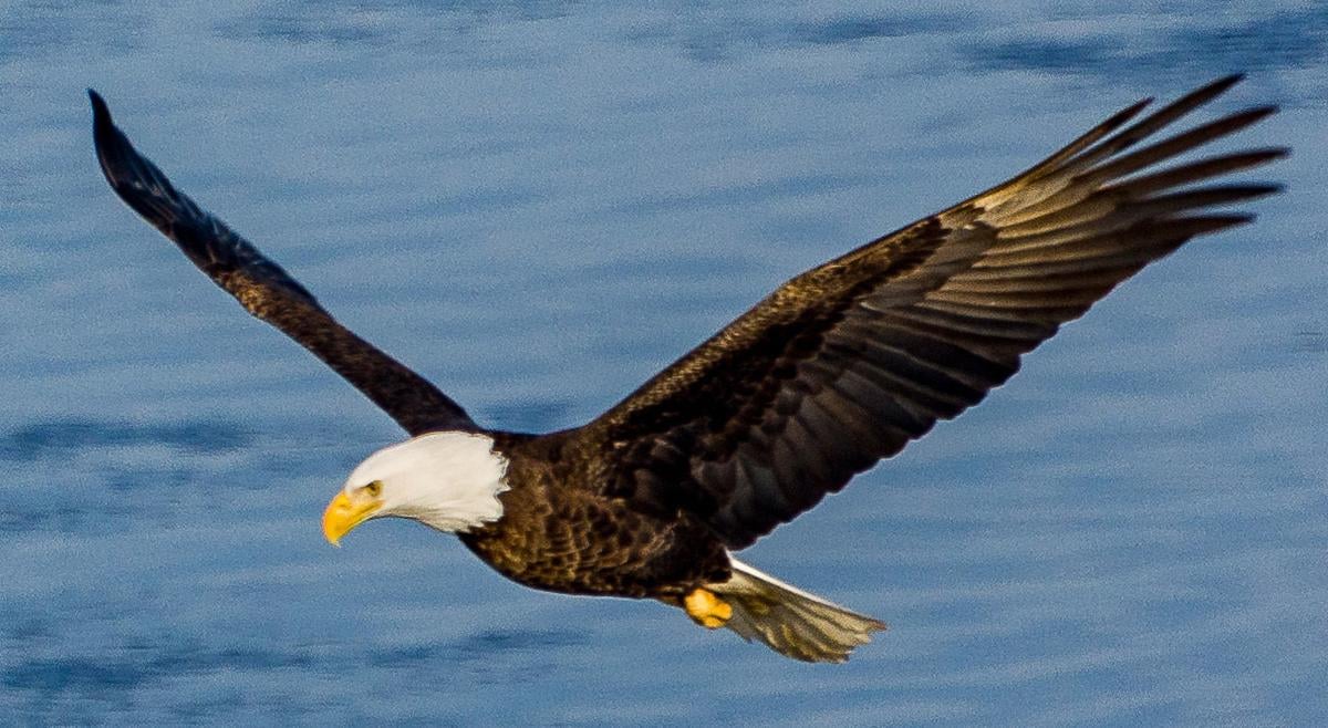 Eagle Council Pushes Education For Upcoming Bald Eagle