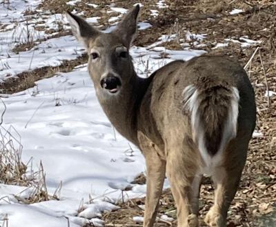Chronic Wasting Disease