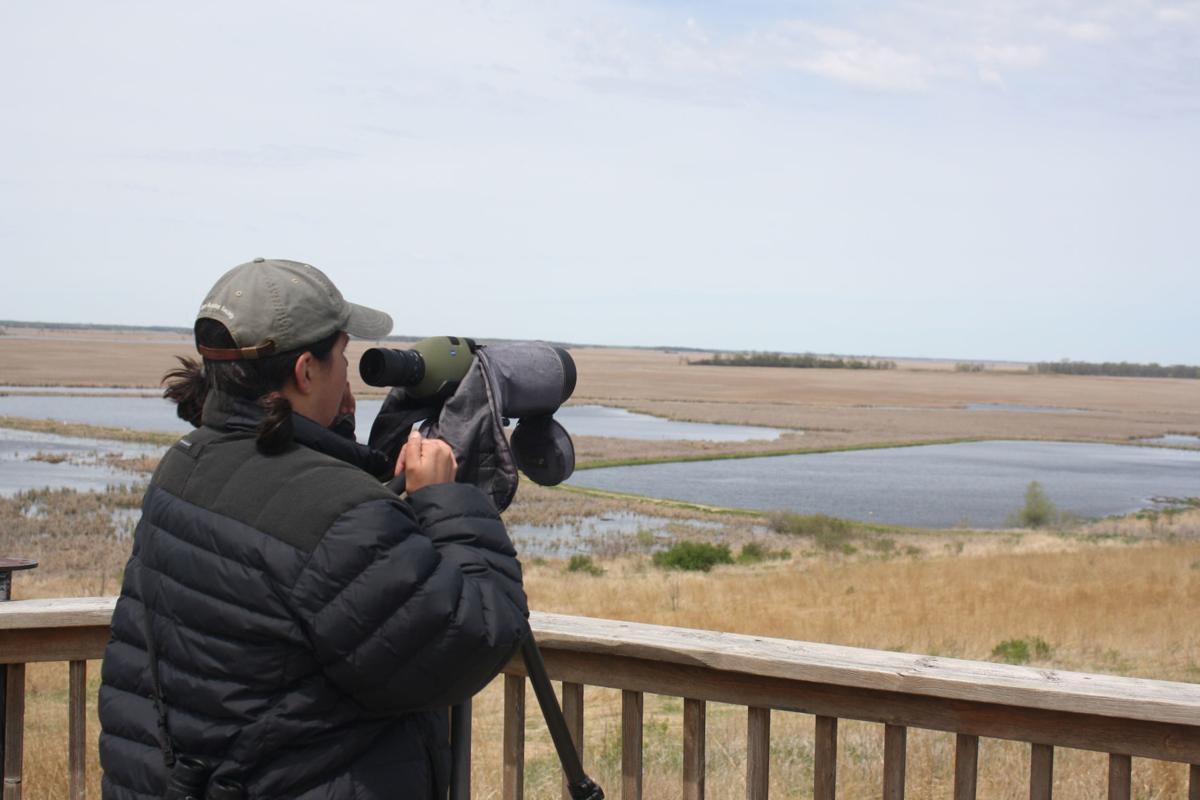 Birds abound at Horicon Marsh festival (copy) (copy)