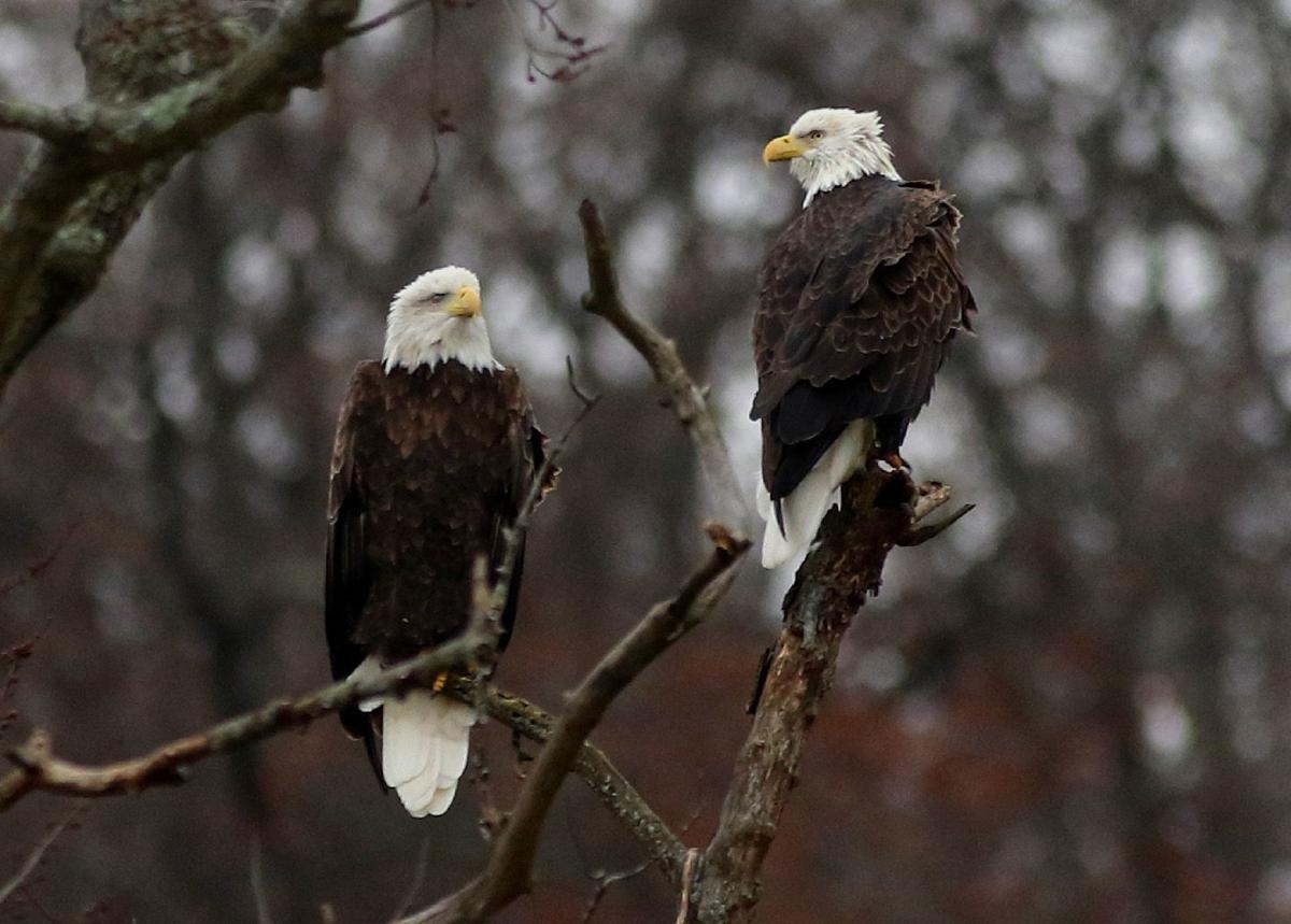 Davis Column Eagle Activity Foretastes A New Year