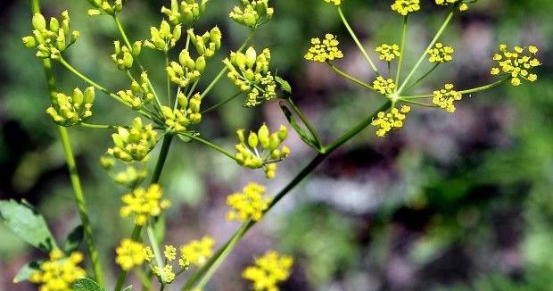 Invasive wild parsnip causes 'nasty' rash