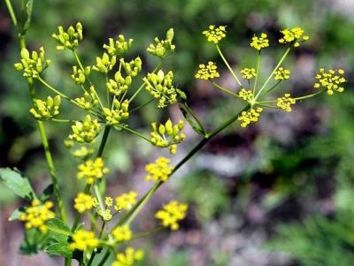 Invasive wild parsnip causes 'nasty' rash