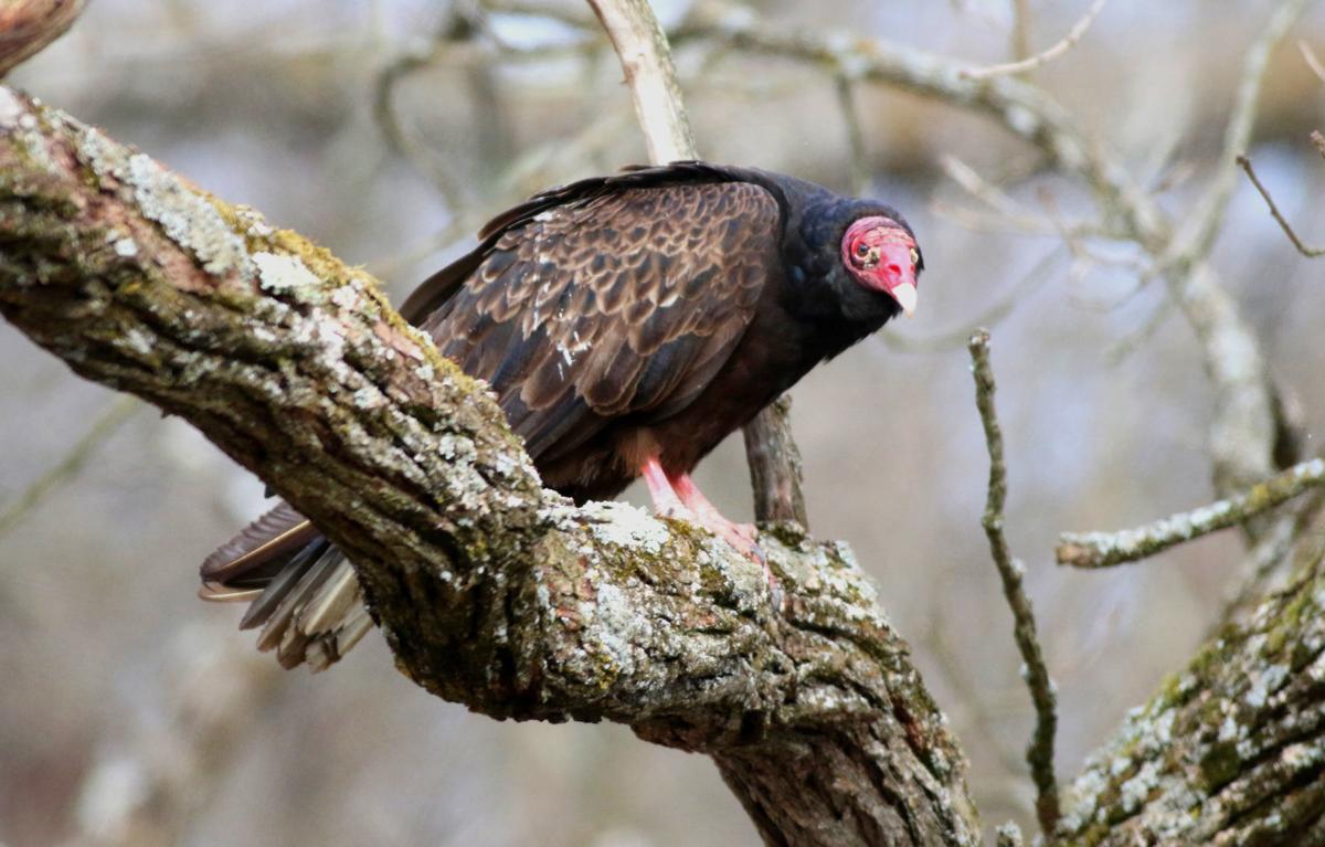 DAVIS COLUMN Turkey hunting provides other opportunities Recreation