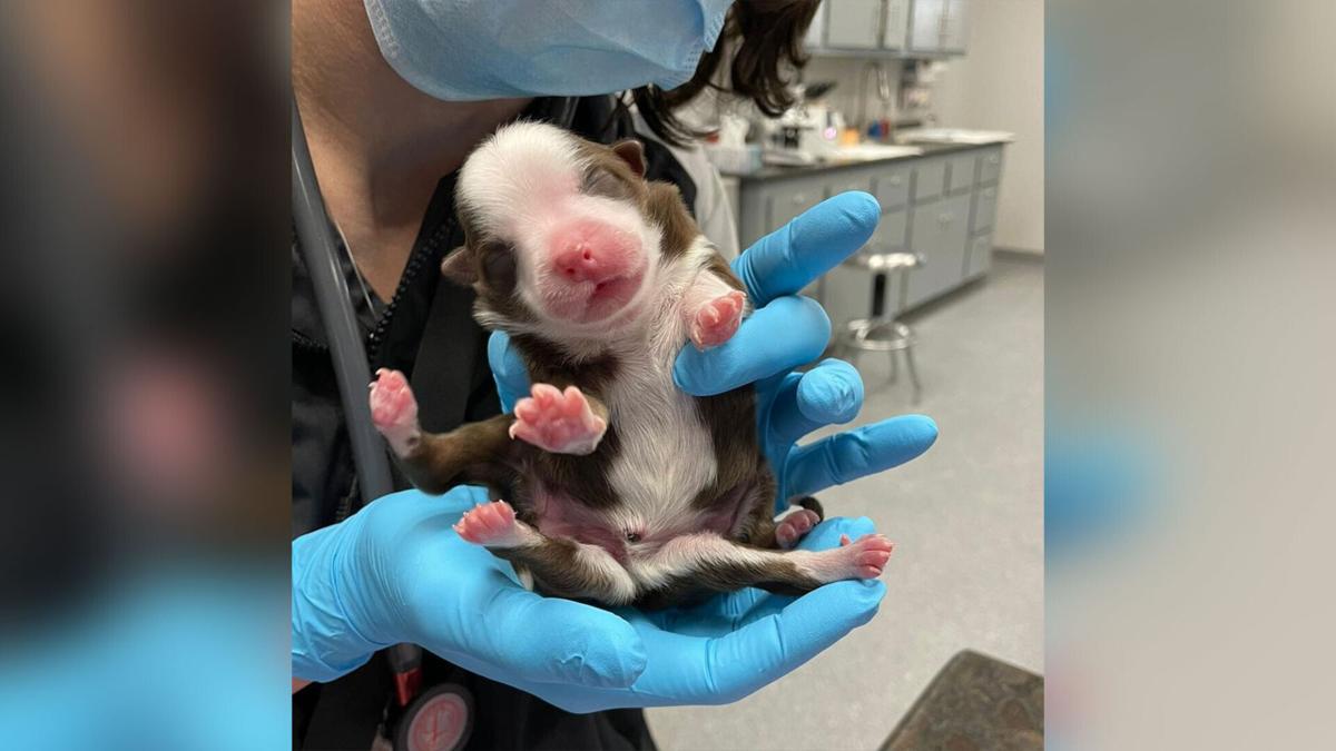 Veterinary Hospital in Oklahoma Says Puppy Born With Six Legs is a ‘Miracle’
