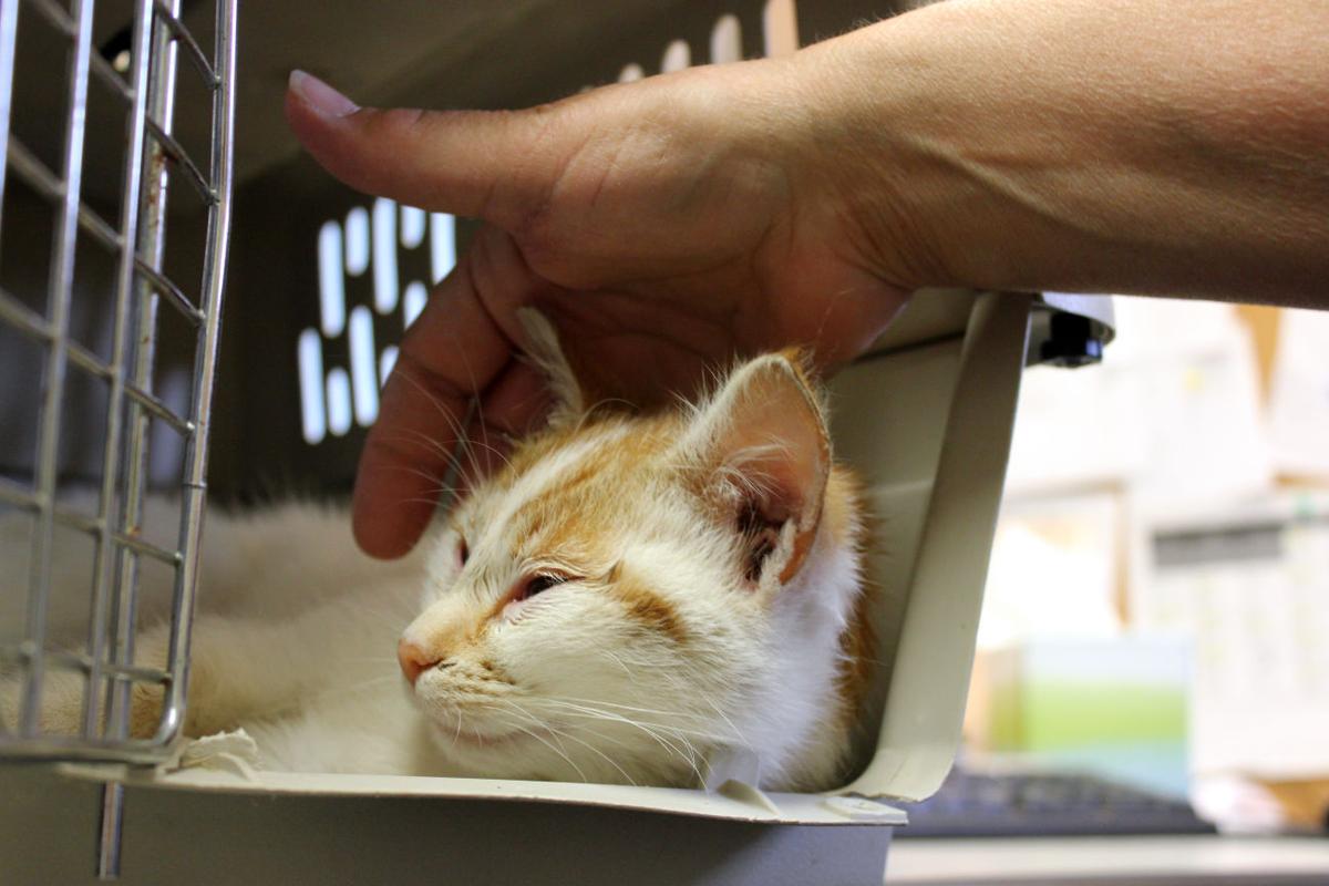 55 Top Pictures Cat Spay Recovery Reddit / What should a healing cat spay incision look like