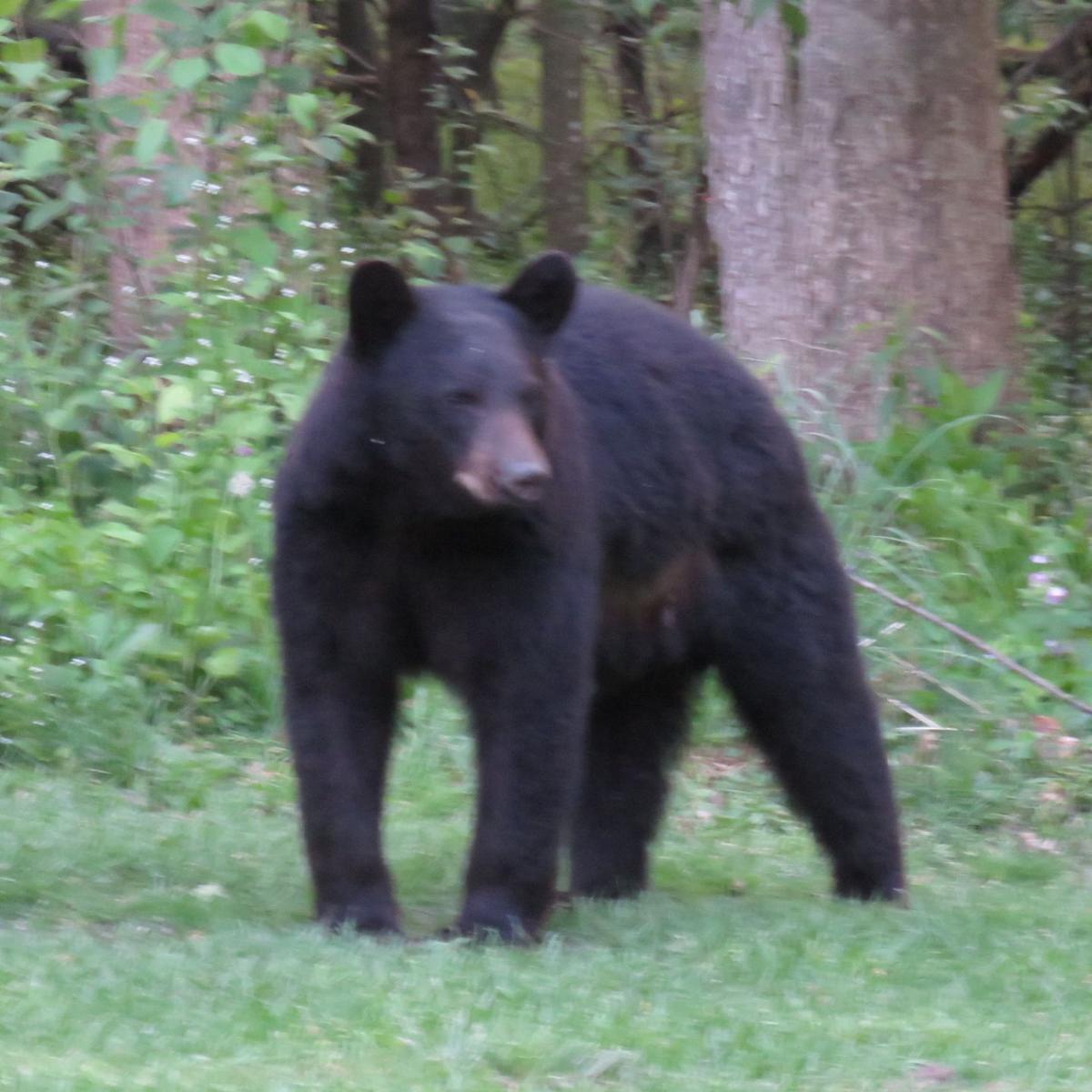 Black Bear Moves Into Fall River Area Regional News Wiscnews Com