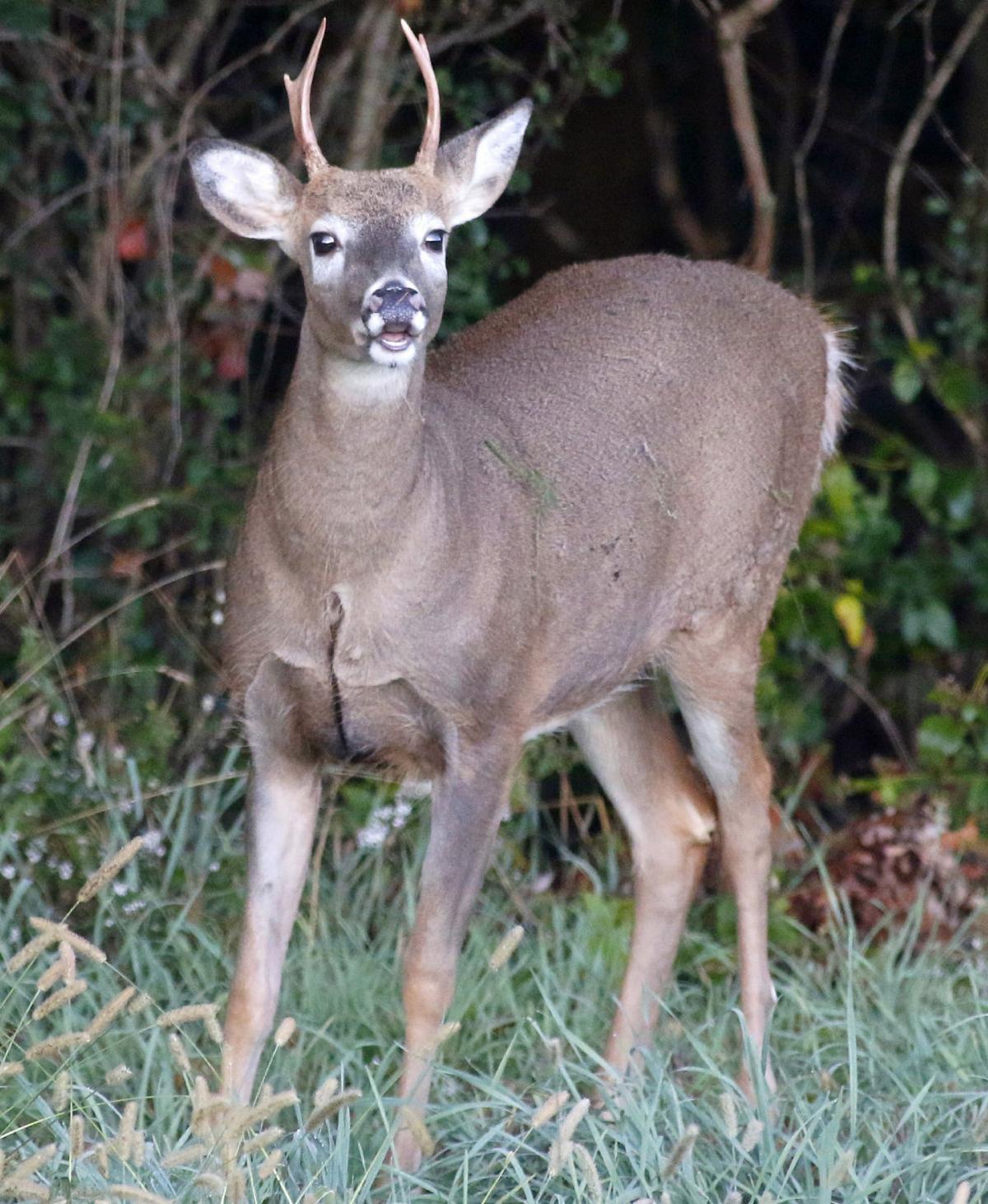 Davis Column Autumn Features Peaking As Deer Make Their Move Recreation Wiscnews Com