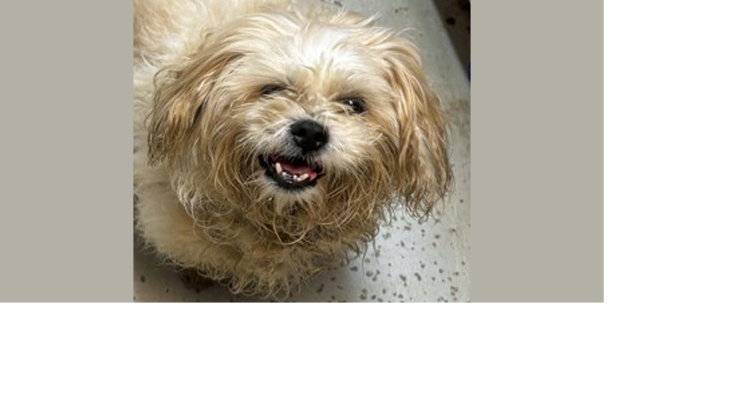 PETS OF WEEK Tio and Samantha