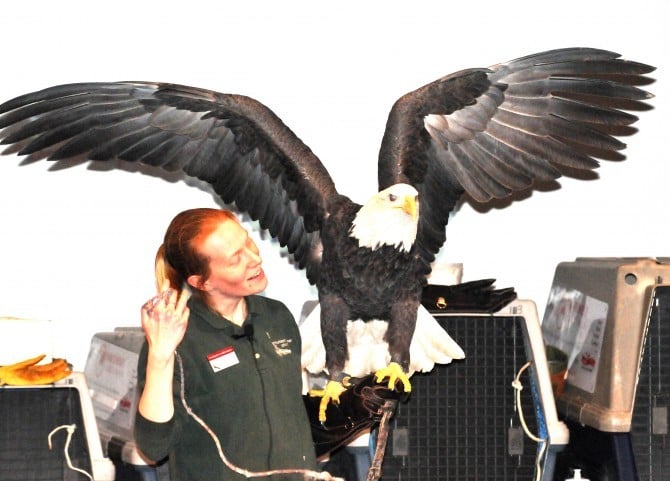 Celebrate bald eagles Saturday along Fox River