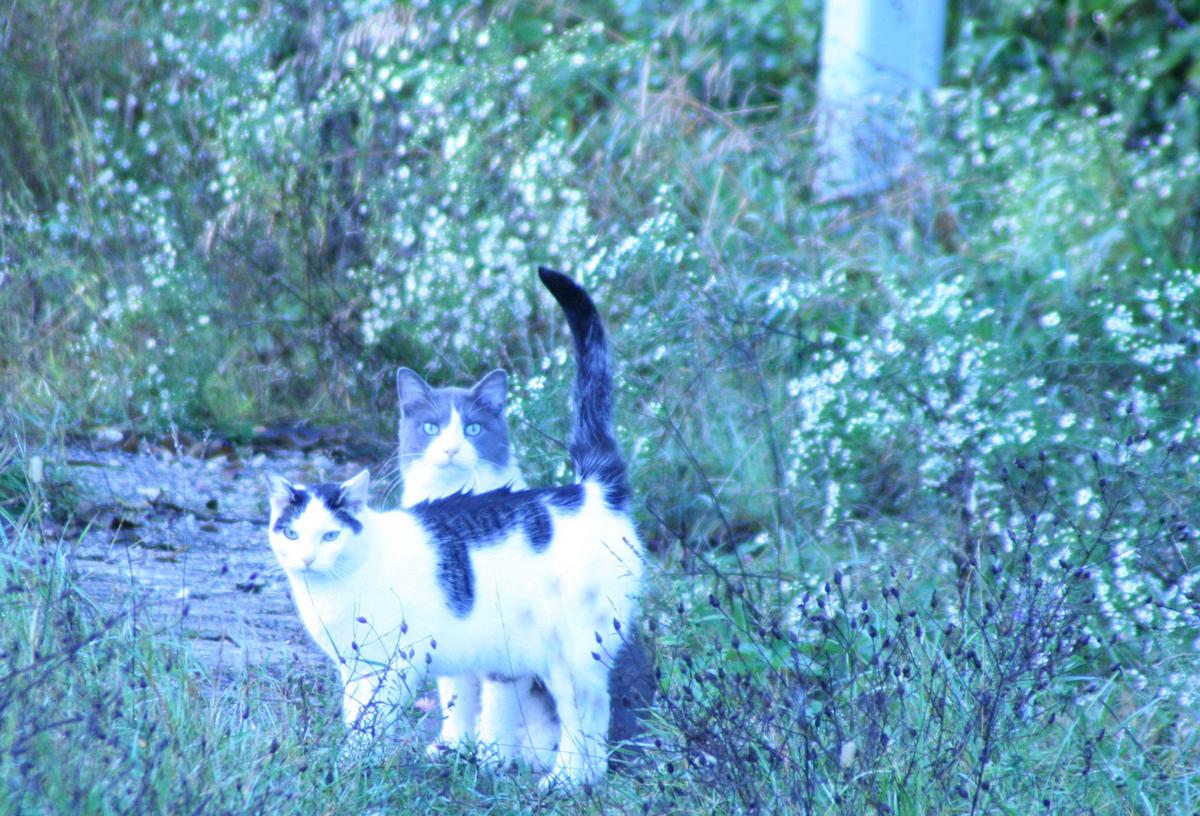 Dells Based Feral Stray Cats Group Claims Successes Detractors