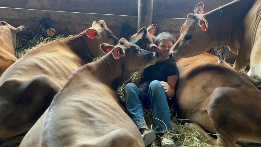Cows
