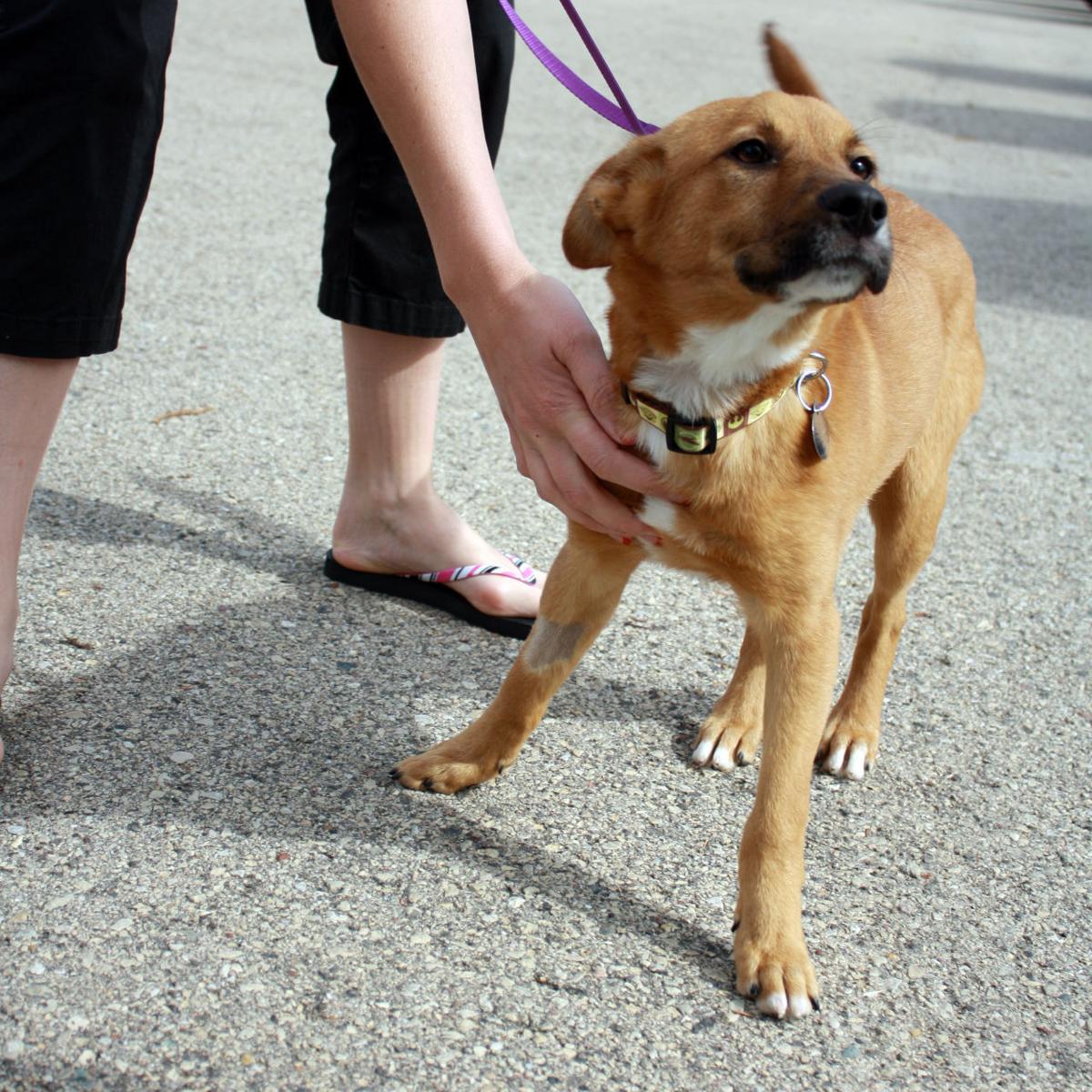 Humane Society Offers Second Chance To Dogs From Texas Regional News Wiscnews Com