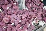 Jeff Hicken Horticultural Learning Center