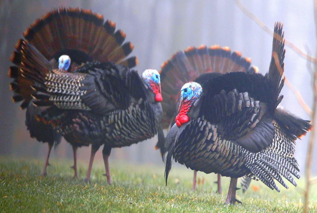 Turkeys in fog