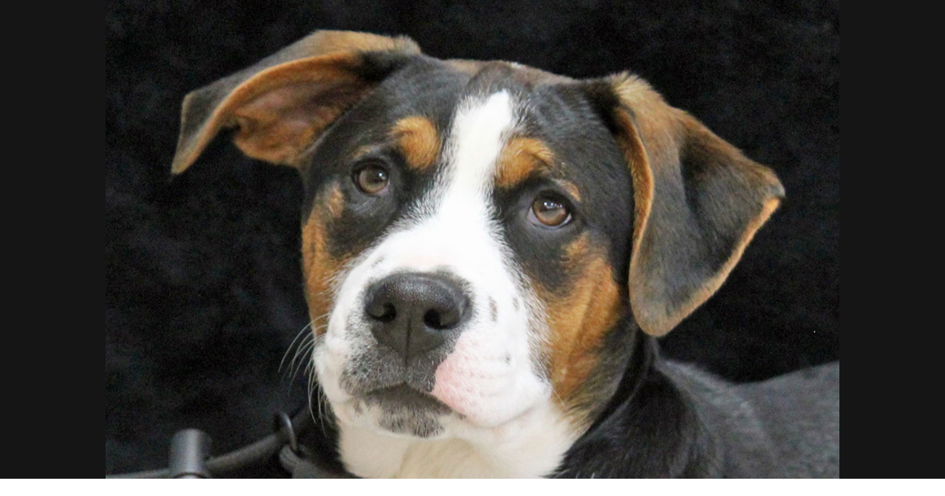 PETS OF WEEK: Sue and Blackjack Betty