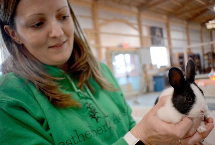 Leatherberry Acres launches baby farm animal petting zoo