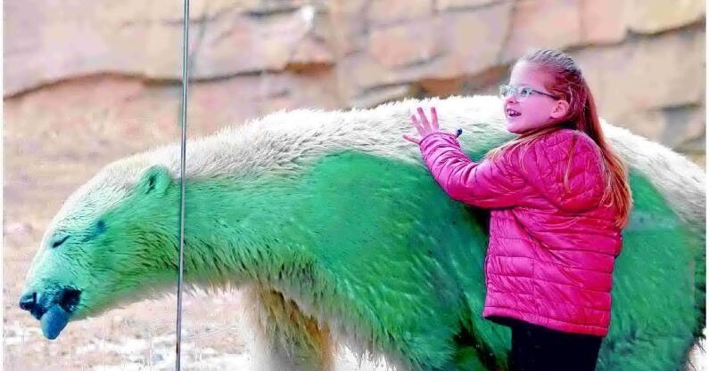 Madison's newest polar bear has defied all odds