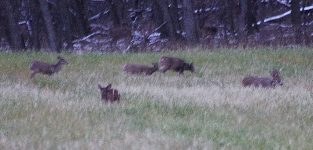 Chronology Of Wisconsin Deer Hunting