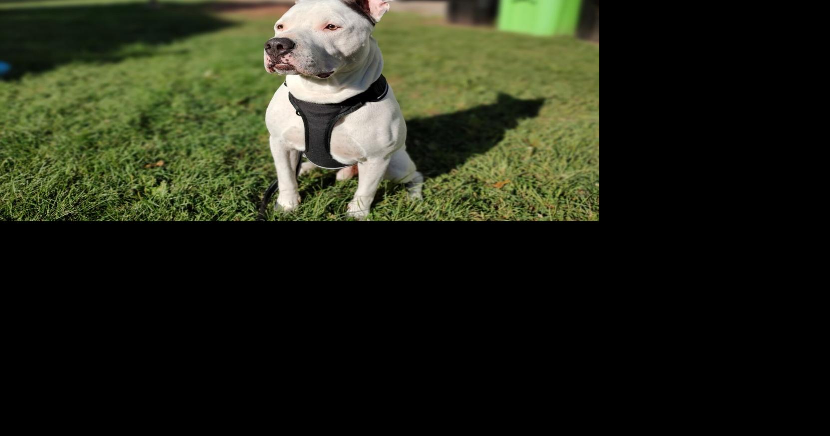Harley settles into his forever home after almost a year at the Dodge ...