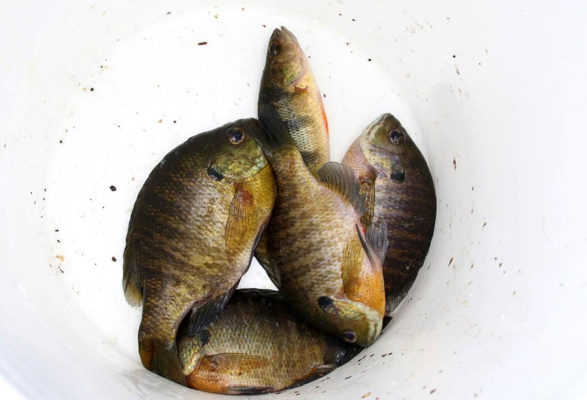 Bluegills and perch