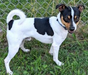 PETS OF WEEK: Odie and Missy