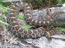 Rattlesnake 2