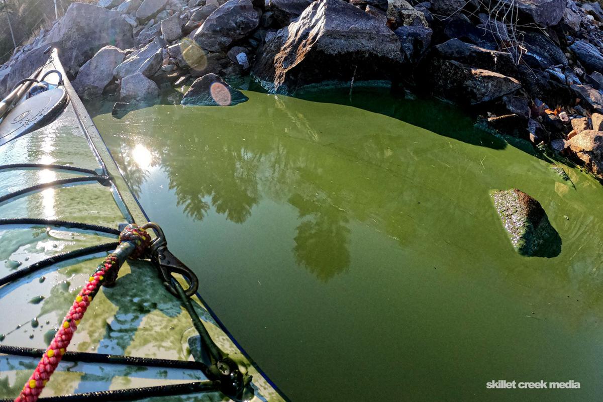 What Exactly Is Blue Green Algae? - Trout Unlimited Canada