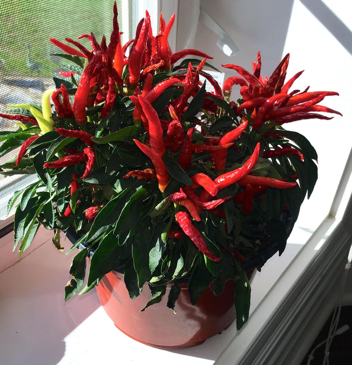 Enjoy bounty of indoor gardens yearround Lifestyles