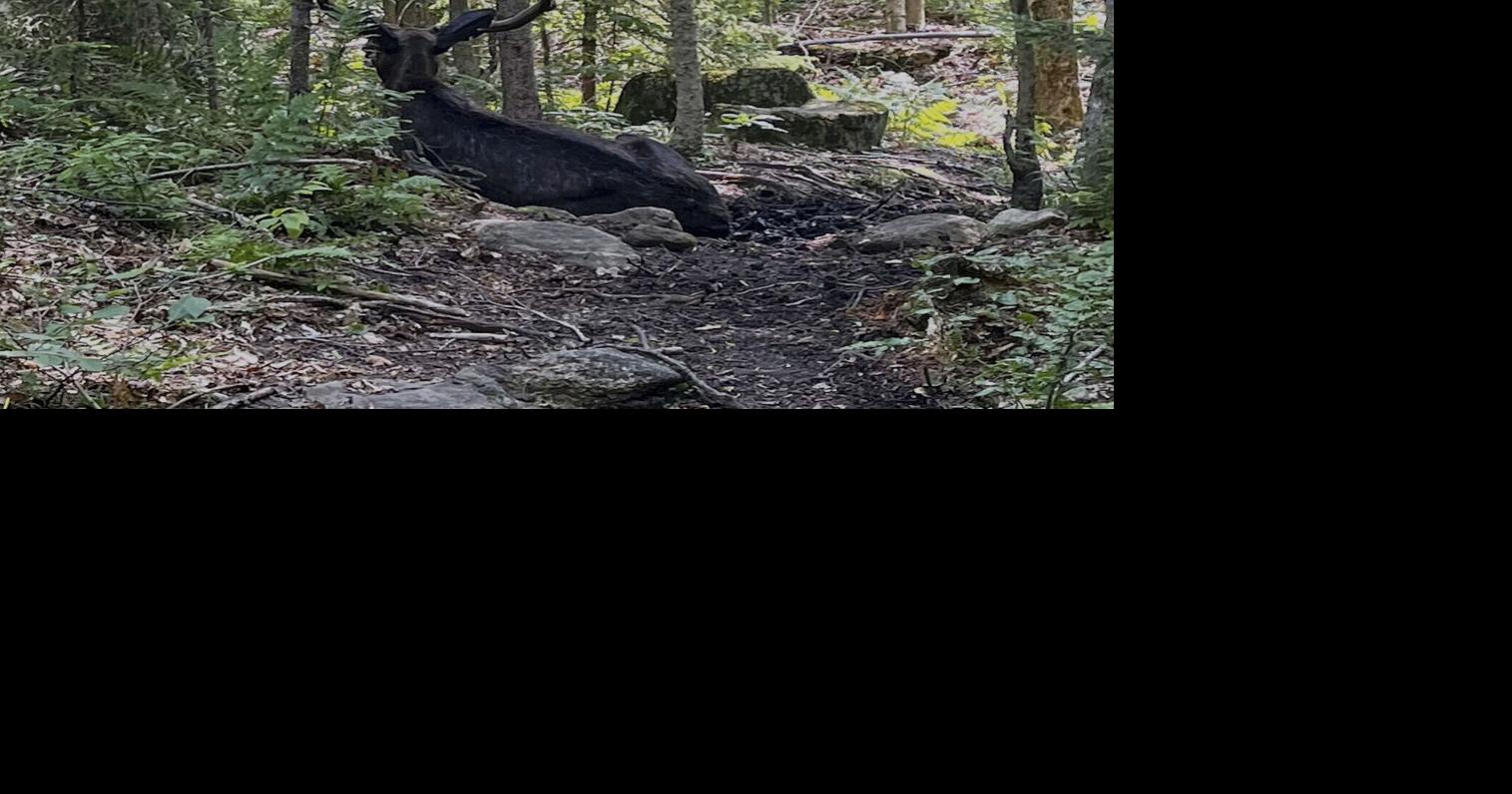 Moose closes Adirondack hiking trail due to unusual behavior