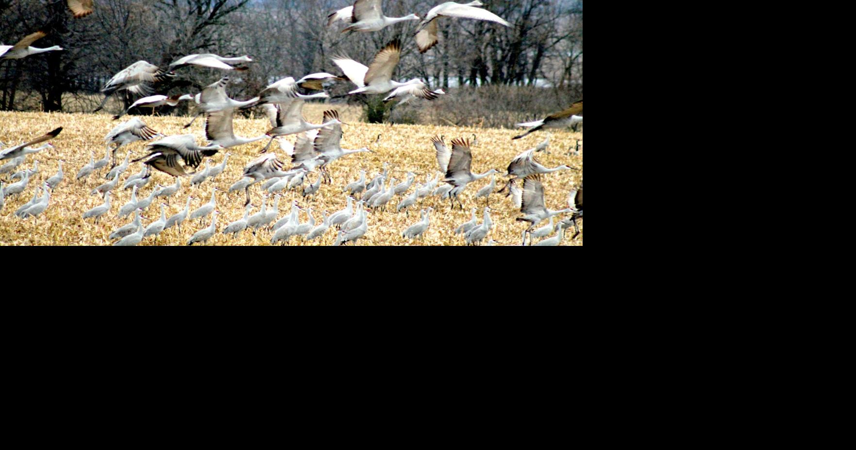 Supported by Baraboo crane organization, nonlethal repellent can deter