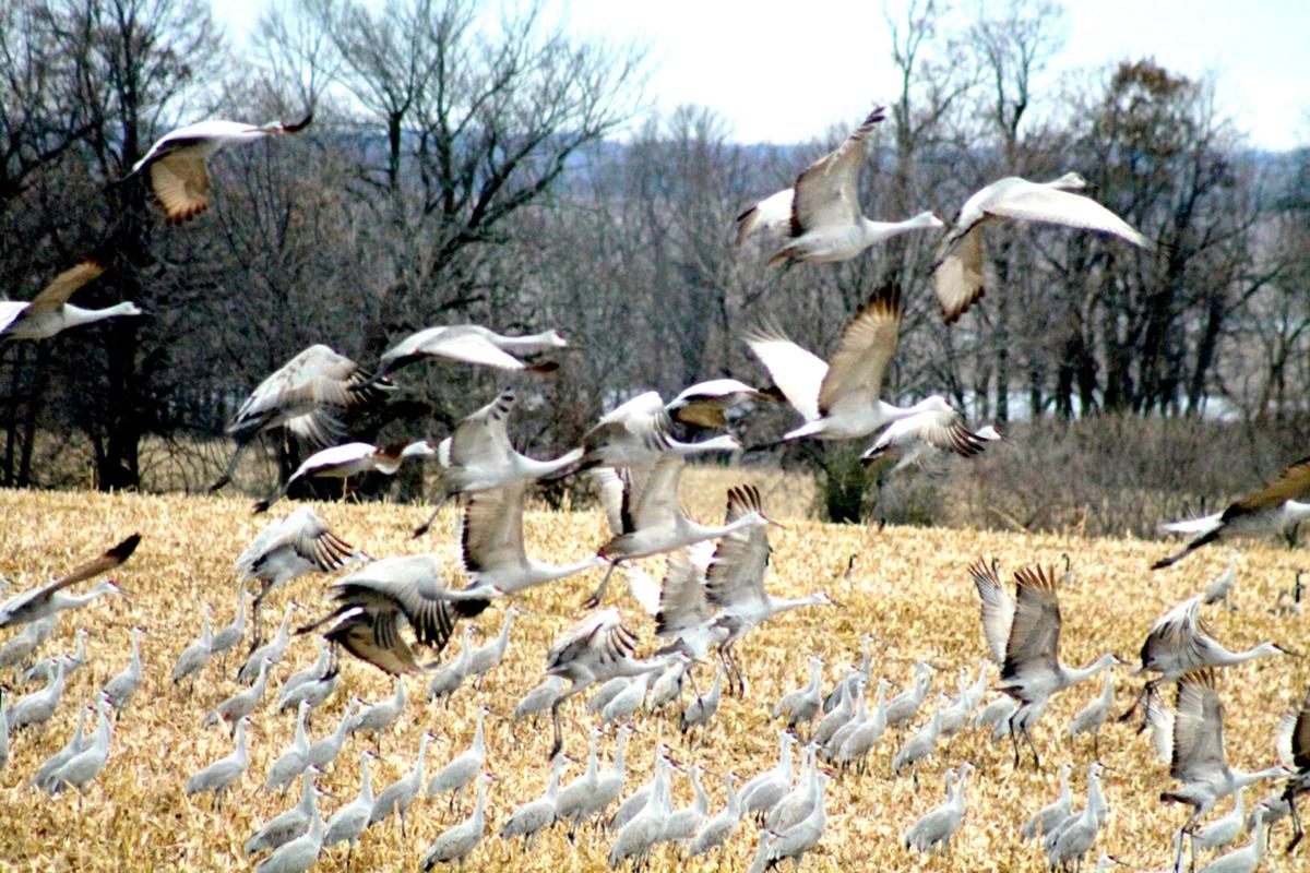 Taking flight (copy)