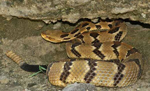 Timber rattlesnake