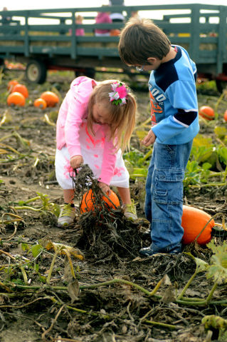 Waldvogel's Farm