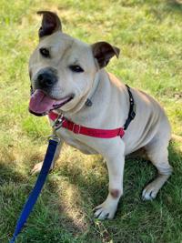 PETS OF WEEK: Pretzel and High Top