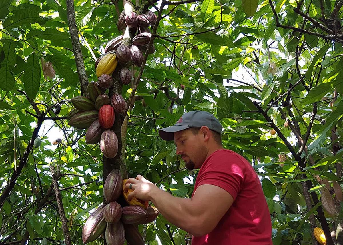 Waupun alumnus grows cacao in Hawaii to make chocolate Regional news
