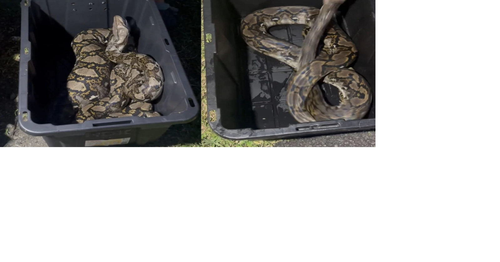 DRNA autoriza la caza "sin límite" de pitones reticuladas y boas