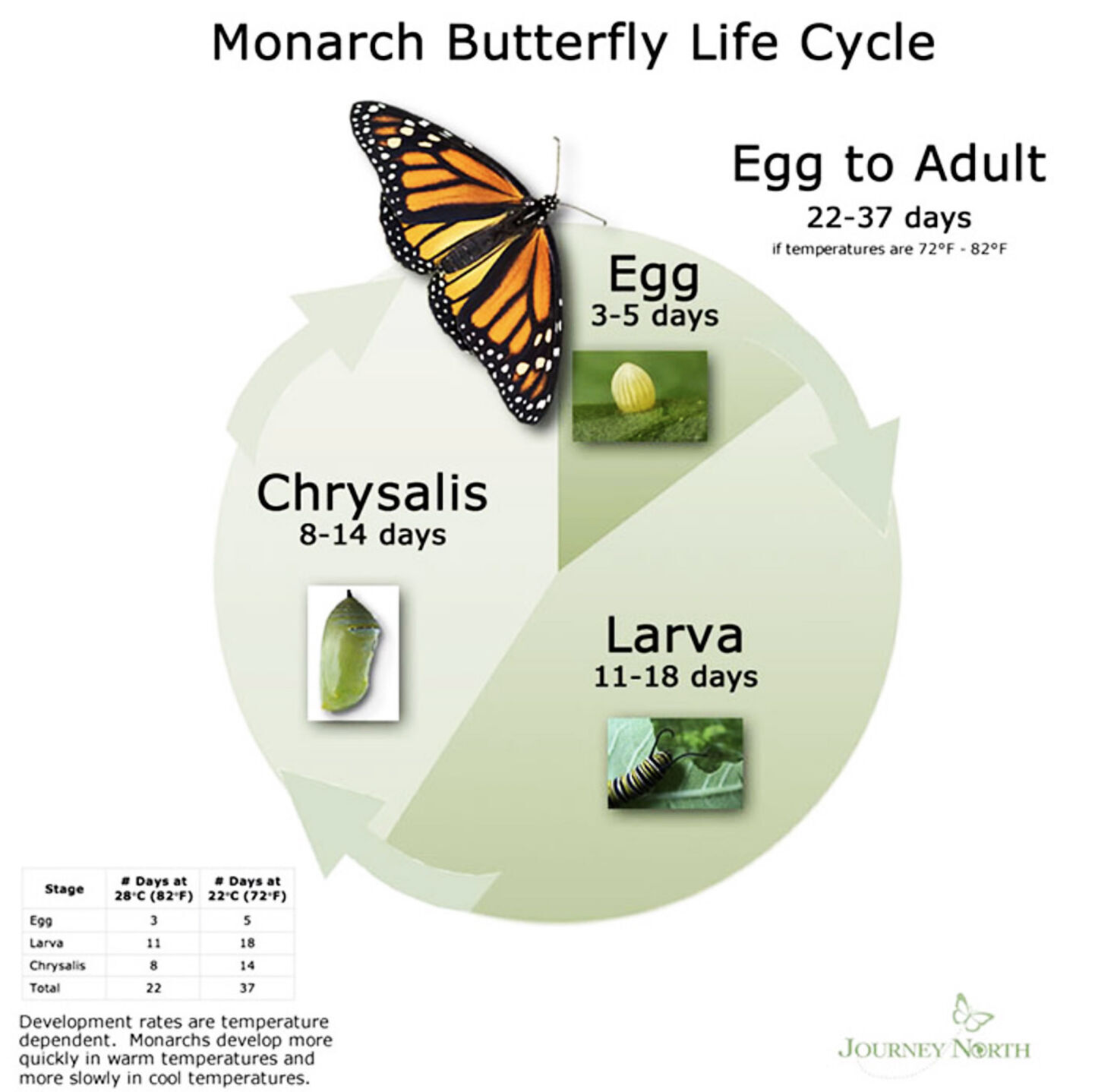 Monarch Butterfly migrates into dangerous territory Outdoors And