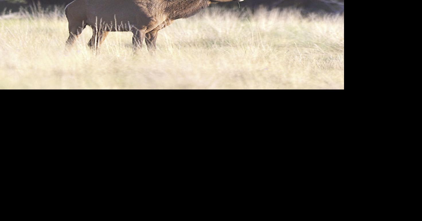 Apply now for 2024 pronghorn, elk hunts 260 Connection