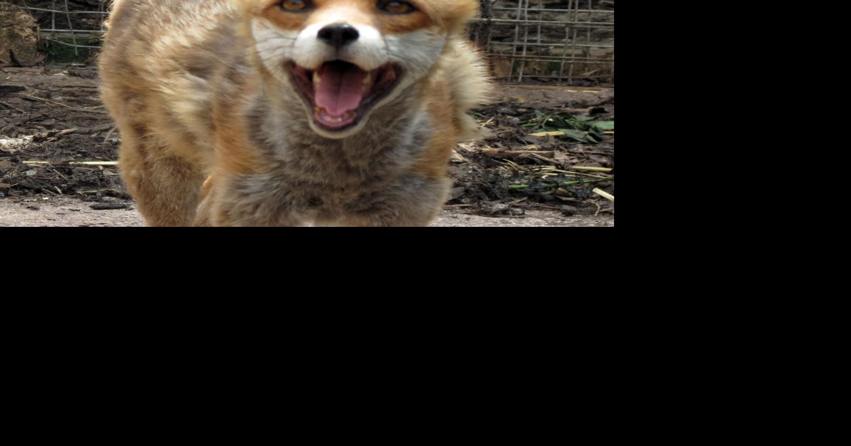 Rabid fox attacks spur warnings in Show Low, News