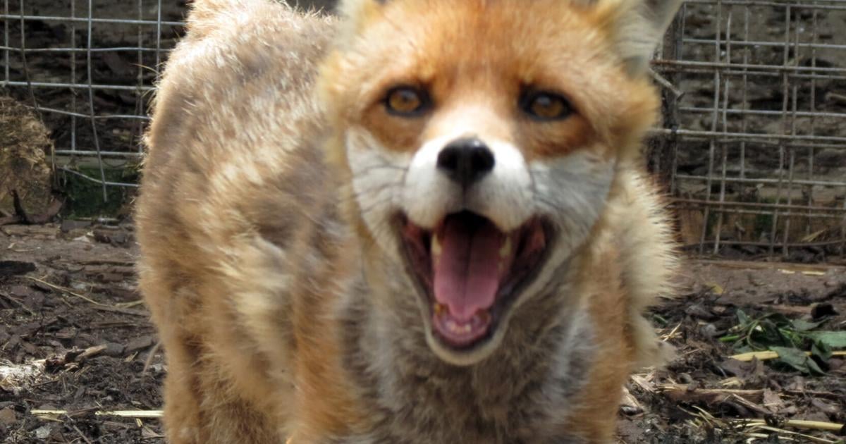 Incidence of rabies high in foxes this year | News | wmicentral.com