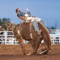 Gibson Rodeo Gibson aims for pro rodeo rookie title | Premium News | wmicentral.com