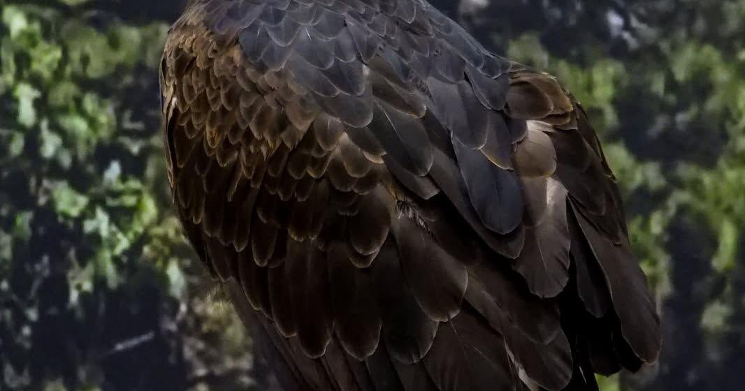 White Mountain Nature Center eagle helps Big Bear Valley eagle's family