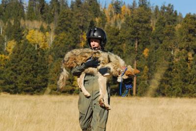 Flight operations to begin Feb. 7 for annual Mexican wolf population survey