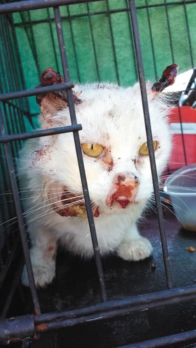 Miracle Cat Survives Being Set On Fire Thrown From Car Premium