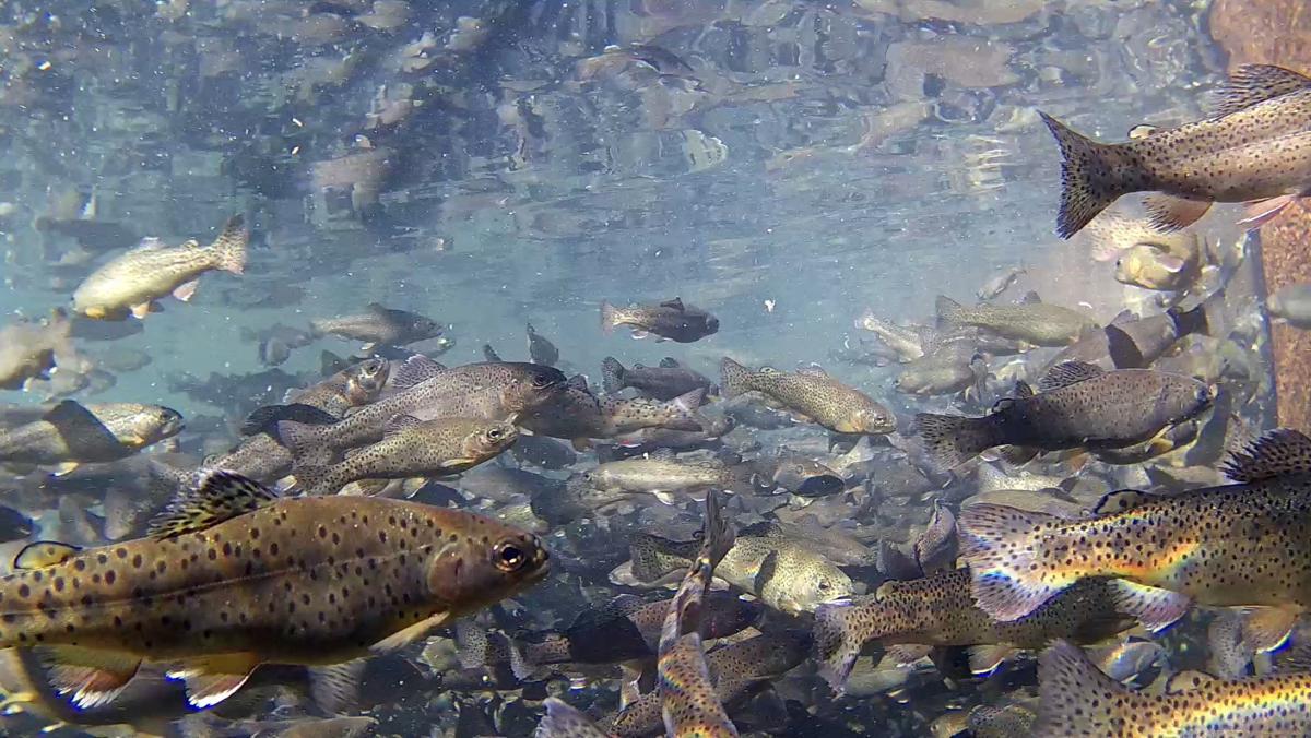 Arizona state fish returns AZGFD to resume stocking Apache trout Go