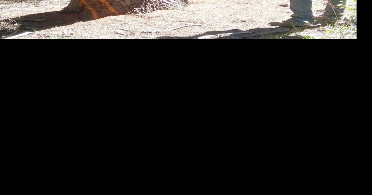 Tree marking Why is there paint on the trees? Latest News