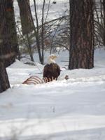 Bald Eagle near Pinetop Country Club