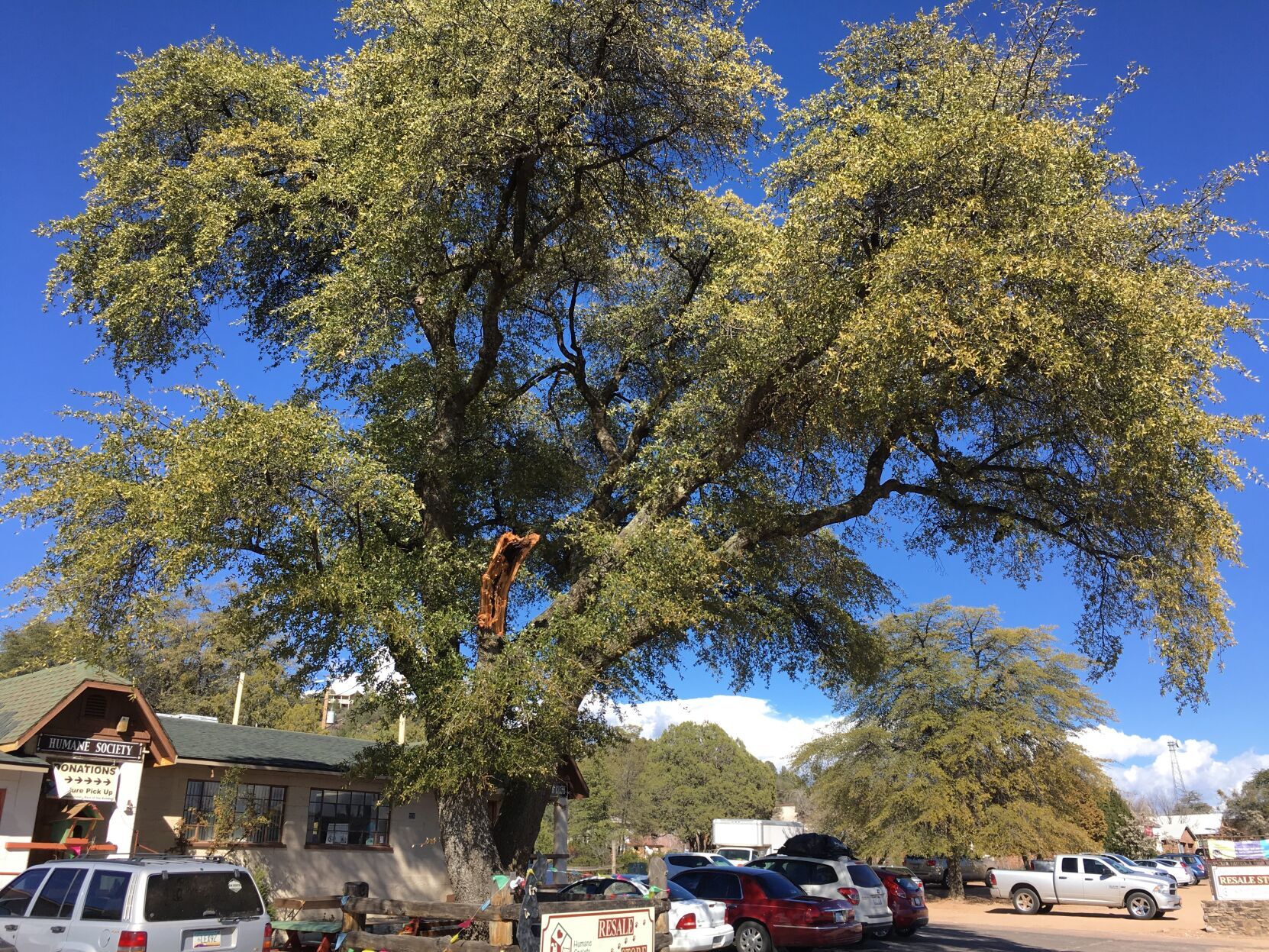native villageネイティブビレッジShade of a tree Native Village Shade of a Tree