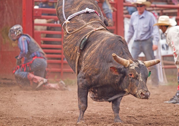 Luna Rodeo Orona, Hulseys top wild cow riders for yet another year ...